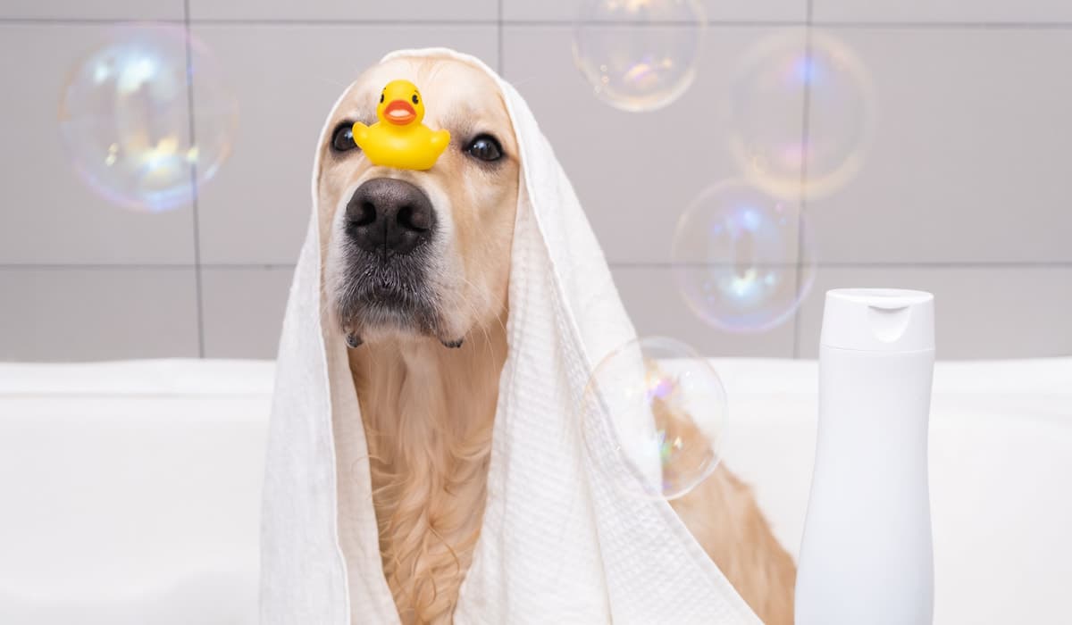 Golden retriever relaxing with a towel and bath bubbles