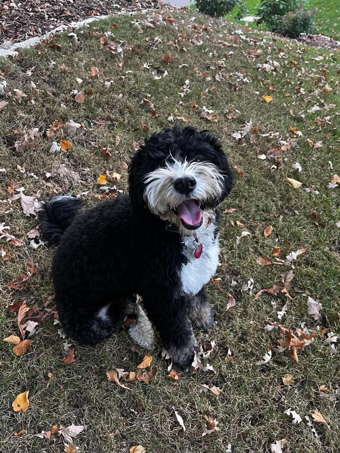 Black and white dog sitting outdoors among fallen leaves