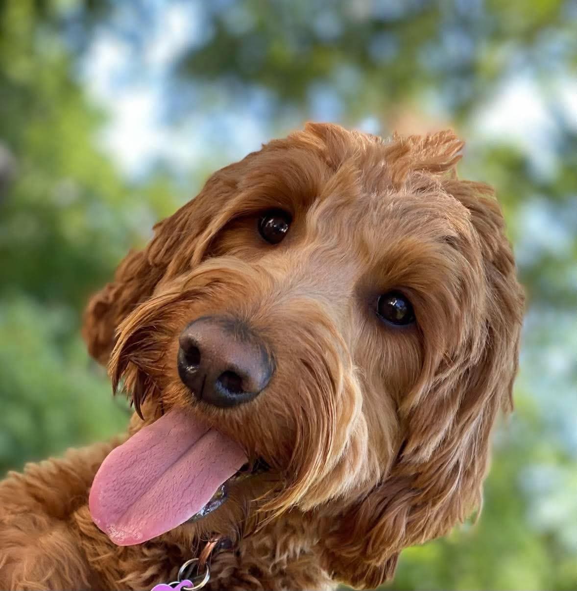 Brown dog close-up portrait outdoors